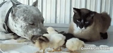gato,perro,pollitos,tierno,razas peligrosas,asesions