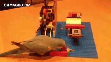 pájaro,inteligente,circuito,pelota