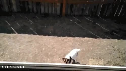 Perro,Vertical,Salto,Ventana