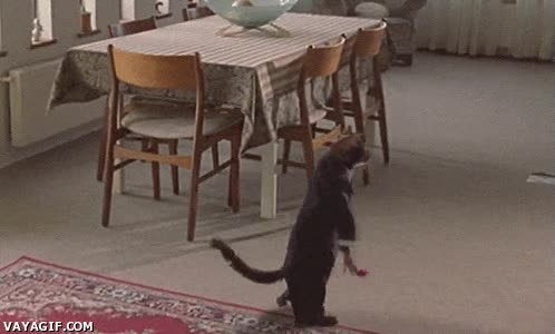 gato,trabajo,cansado,llaves,dormir,descanso