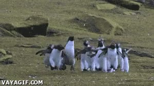 saltos,alegria,pinguinos,felicidad