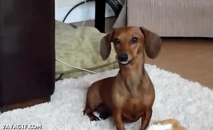Cachondo,Enfermo,Vicioso,Cara,Perro,Salchicha,Espera,Cola