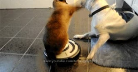 Vaya GIF! / Lo peor que se pudo haber inventando para los gatos, los robots  aspiradora