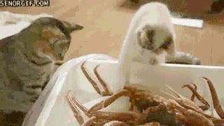 Gato,Cangrejos,Comer,Comida,Marisco