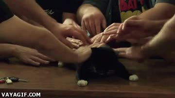 Gato,Manos,Acariciar,Algún día nos dominaran,El señor del mundo
