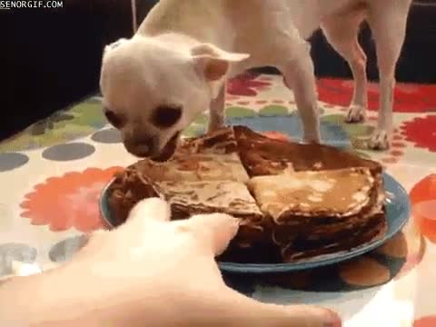 pastel,carne,mano,perro,gruñir,ladrar,dietista,crepes