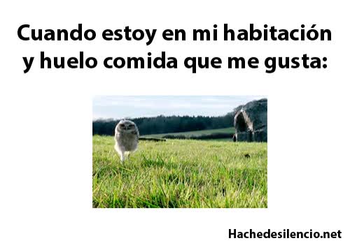 buho,cesped,correr,comida que me gusta