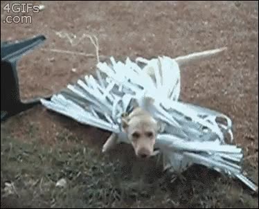 perro,persianas,cortina,jugar,romper