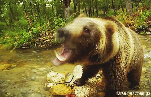 pedir el ordenador,hermano peque&ntilde;o,oso pardo,rio,boca,dientes