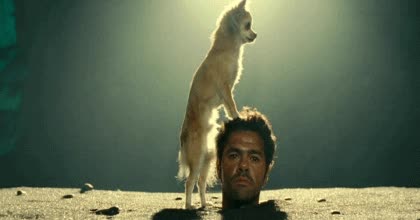 perro,fogoso,empuje conejero,hombre,cara,robert downey junior