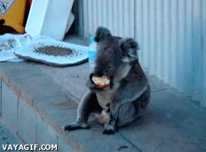 sentado,koala,manzana,comer,adorable