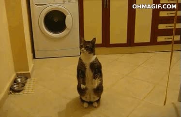 muy bien adiestrado,quieto,foto,de pie,gato