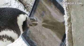 tablet,ipad,videojuego,ping&uuml;ino,divertido,jugar