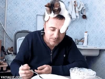 comida,desayuno,gato,insistir,cereales