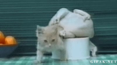 pollo,gato,nacer,wtf,salir