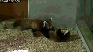 seguro que son hermanos,comida,peleas,panda rojo