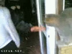 chocar la mano,Gato,Amigos,Salida,ciao,Despedir,Saludo