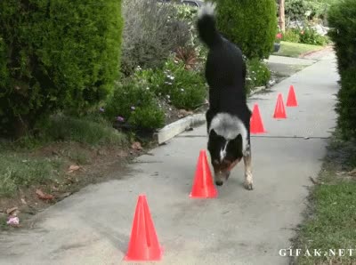 circuito,conos,Perro,Talento,Caminar,Oler,Columna,hacer el pino