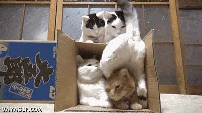 caja de carton,gatos,muchos,familia,dormir,caja
