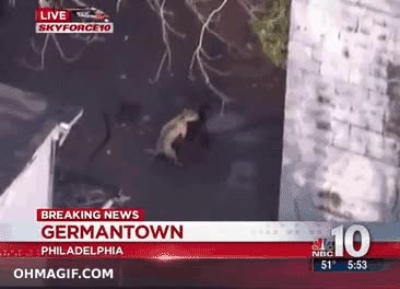 perro,noticia,grabar,mala suerte