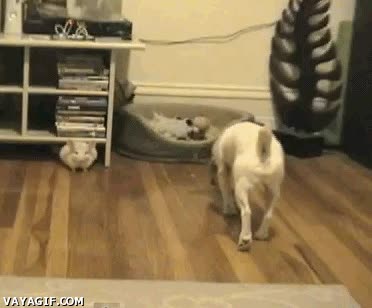 parkour,perro,salto,fuck yeah,chinchilla