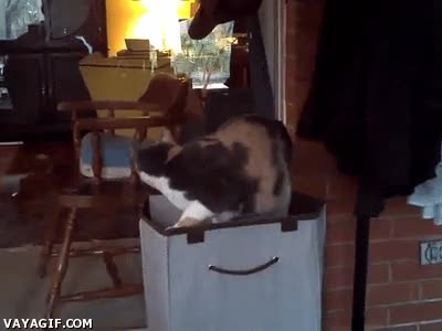 activarse,gravedad,caer,levitar,bolsa,gato