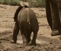 caerse,borracho,ruido,elefante,resbalón,lodo,cachorro