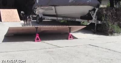 monopatin,perro,skate,vivir al limte,like a boss,saltar