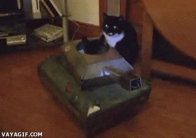 gato,gatanque,poder,huid insensatos,punto debil,pelea