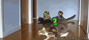 videojuego,carrera,mario kart,yoshi,mario,gatos,gato