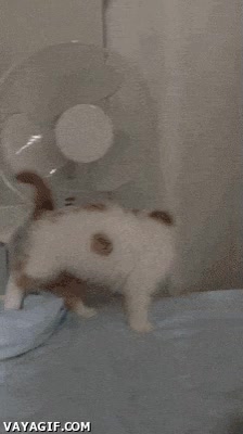 gato,caer,salir,caerse,encierro,encerrado,cubo de la ropa sucia