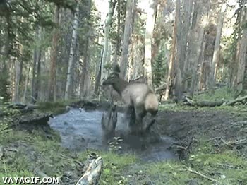 Nervioso,Ciervo,Reno,Bosque,Desesperado,Charco