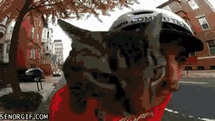 Casco,Gato,Bicicleta,Acompa&ntilde;ar,Paseo,Montar