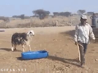 cabra,golpe,venganza,cabezazo