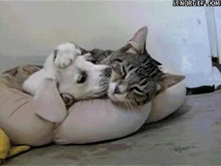 Perro,Gato,Amor,Beso,Dormir,Acostar