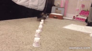 perro,perrol&iacute;mpicos,juegos,agilidad,vasos,agility