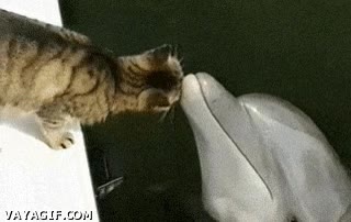 gato,delfin,comida,amistad,oler