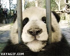 prisionero,barrotes,jaula,carcel,oso panda,suplica,tierno,auxilio