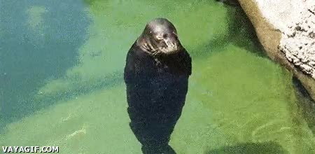 foca,camara de seguridad,camara de vigilancia,girar,zoologico