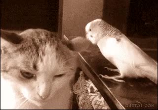 Los gatos no se caracterizan especialmente por su paciencia hablar,joder,periquito,gato,molestar