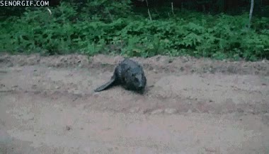 ataque,intimidar,grabar,castor