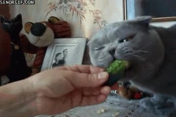 adicto,ansia,comer,pepinillo,gato,comida