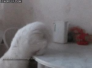 resbalar,mala leche,gato,caerse,poner mal la pata,hostia