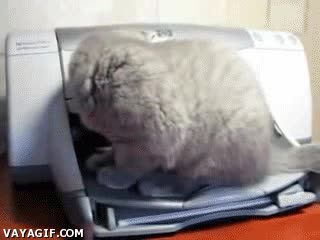 imprimir,gato,impresora,susto