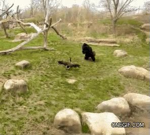 salir corriendo,huir,valentia,ataque,cobarde,gorila,ganso,zoo