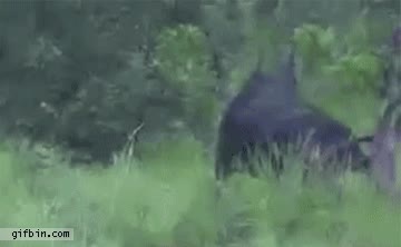 naturaleza,bufalo,hasta luego cocodrilo,presa,depredador,comer