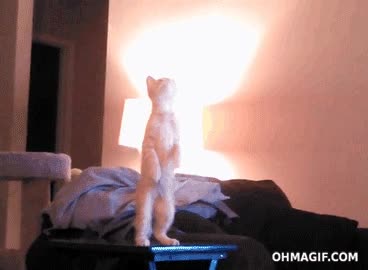 tropezar,caida,caer,mesa,de pie,gato