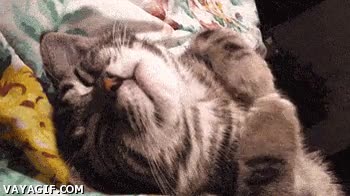 boxear,gato,golpear,boxeo,soñar,dormir