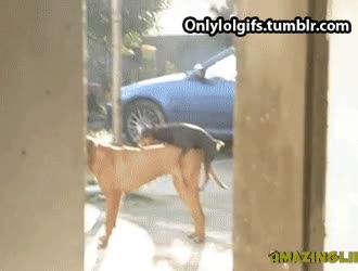 no llegas,peque&ntilde;os,perros,perseverar,montar