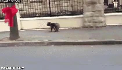 koala,calle,acera,caminar,australia